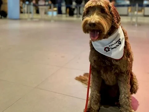 St.John Therapy Dog in the airport atrium