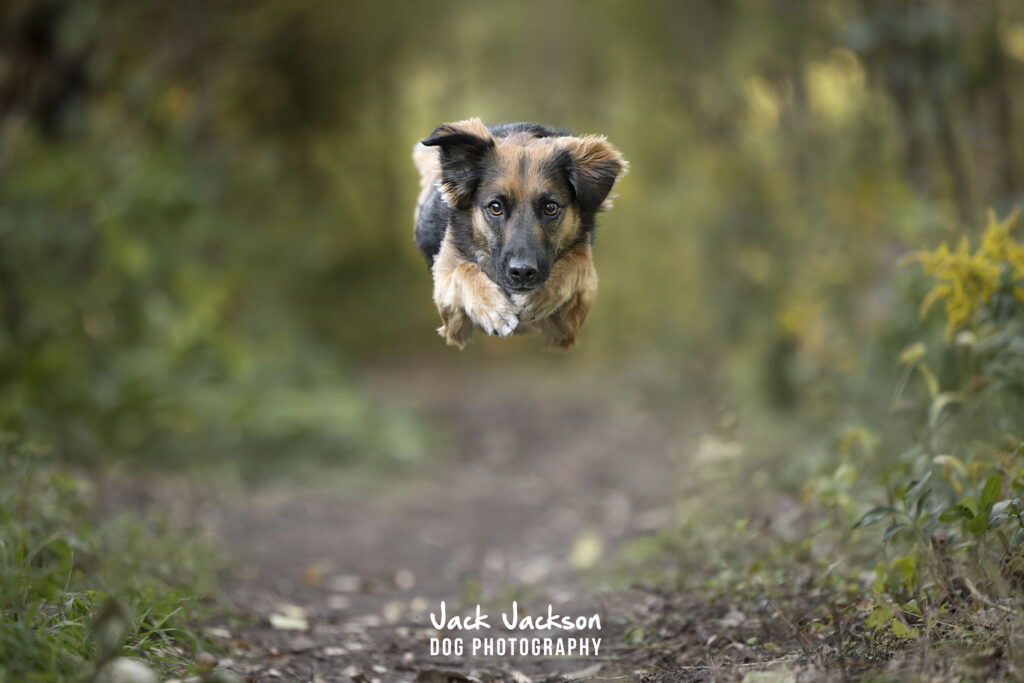 A dog leaps along a woodland path in a photograph by Jack Jackson.